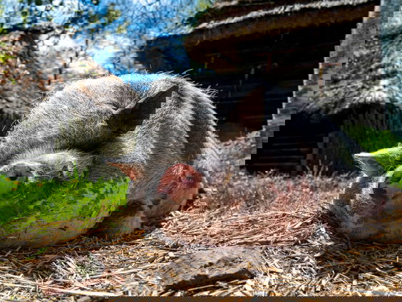 Gunda: een film over een varken dat net zo goed acteert als Meryl Streep?