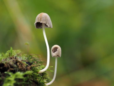 Paddenstoelenhotspots