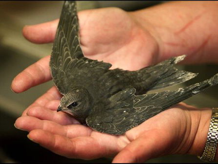 De 'vliegende orka' verdwijnt