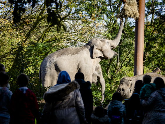 Dierentuinen in zwaar weer door lockdown