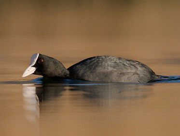 Fenolijn: meerkoet vs snoek