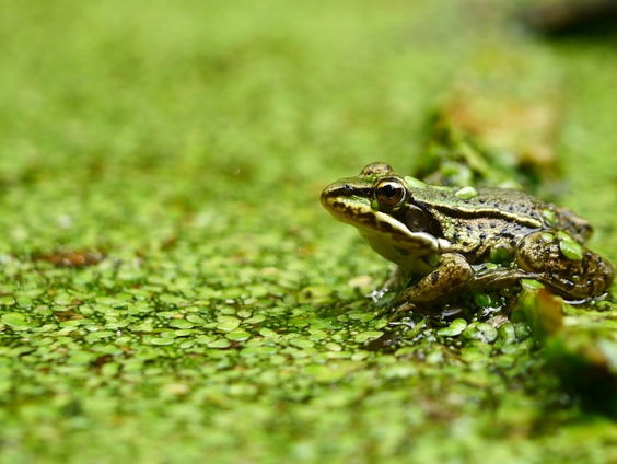 Eten we binnenkort eendenkroos?