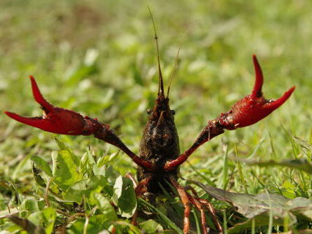 Oprukkende rivierkreeft is plaag en delicatesse tegelijk