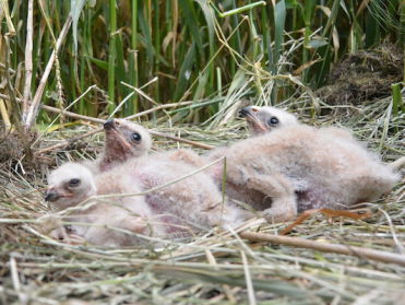 Steppekiekendief broedt