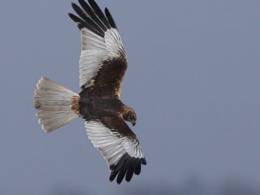 kiekendievenvrouwtjes zorgen samen voor jongen