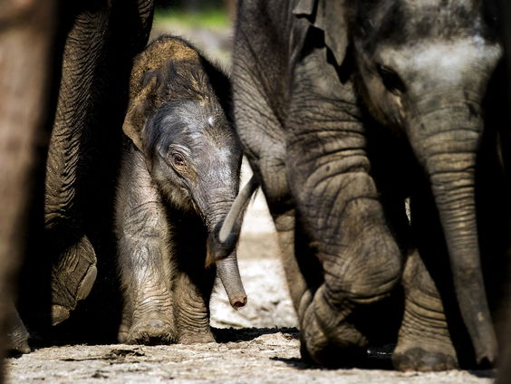 Hoe een 500 jaar oud schip ons meer leert over olifanten