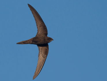 Natuurrubriek met Hanne Tersmette