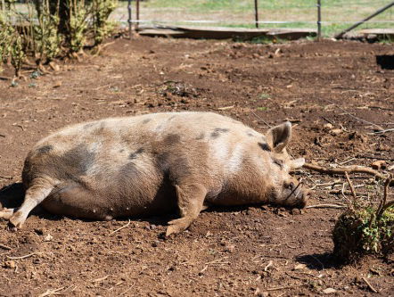 Tikkie Terug: Varkensboer Kees Scheepens en zijn speciale toilet