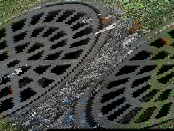 Vleermuizen in het riool