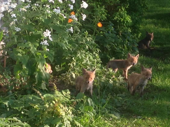 Vosjes onder je slaapkamerraam