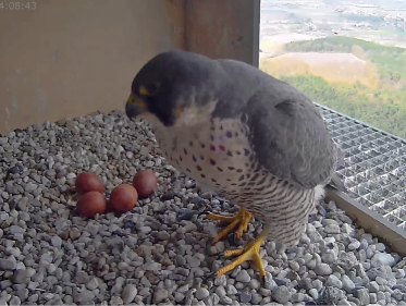 Beleef de Lente met Louis van Oort
