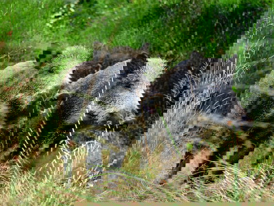 Boswachter Hanne Tersmette over het voedseltekort voor de wilde zwijnen