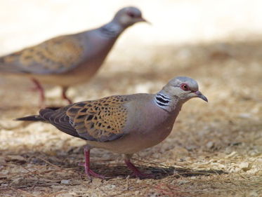 Eén op de acht vogelsoorten met uitsterven bedreigd