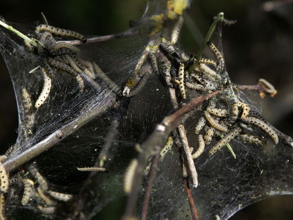 Van Hommel tot Hooiwagen