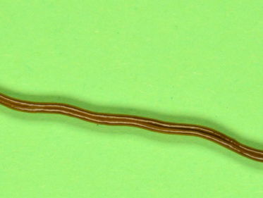 Opmars van de inheemse landworm