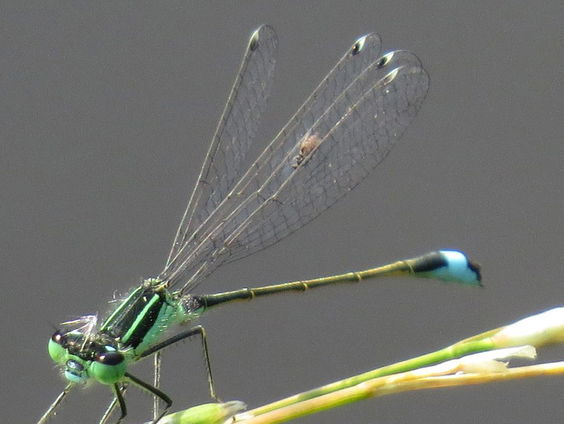 Ook libellen hebben hun eigen knutjes