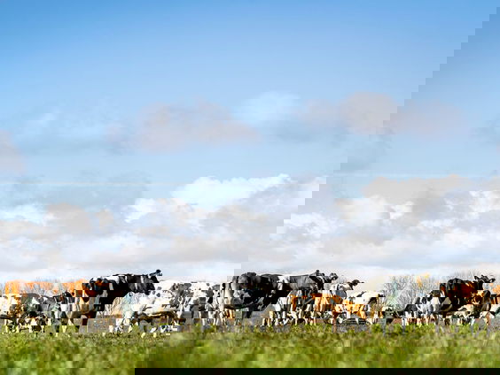 CDA-leden uiten harde kritiek op stikstofbeleid van partij