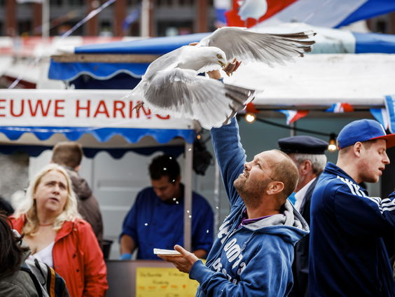Jan van Hooff over meeuwenoverlast in de steden