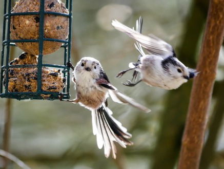 Mysterie achter 'babysittende' vogels bijna opgehelderd