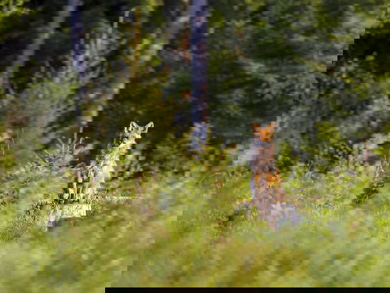 Stelling: Jagen mag alleen nog maar door boswachters worden gedaan