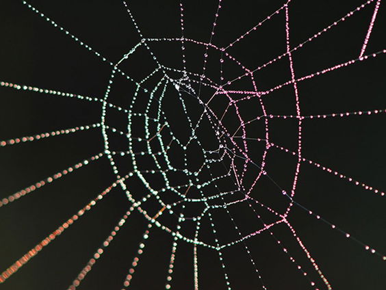 Doe mee aan de Nationale Spinnentelling 2020