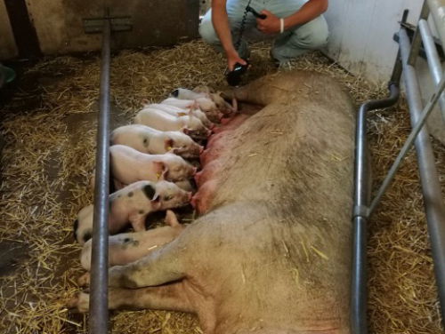 Biologisch varken heeft topleven: Een eigen zwembad en hij mag zijn staart houden