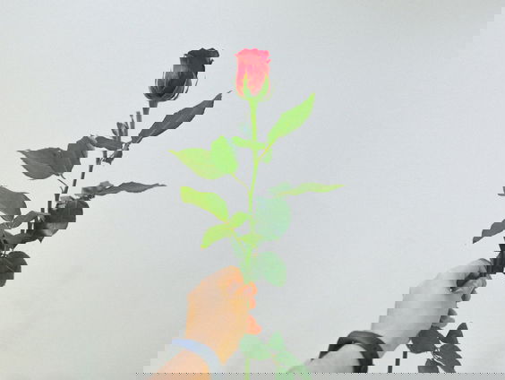 Is de liefde te sturen?