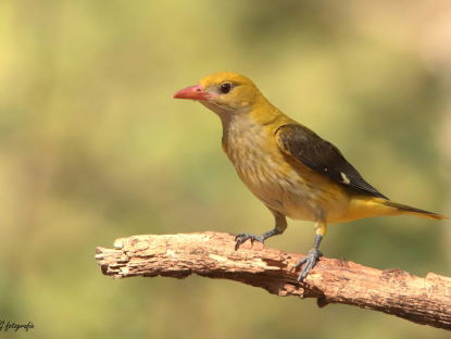 Hoe heten vogels in het Nedersaksisch?