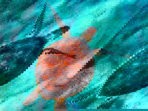 Terugkerende dieren in Dominica en de Verenigde Staten