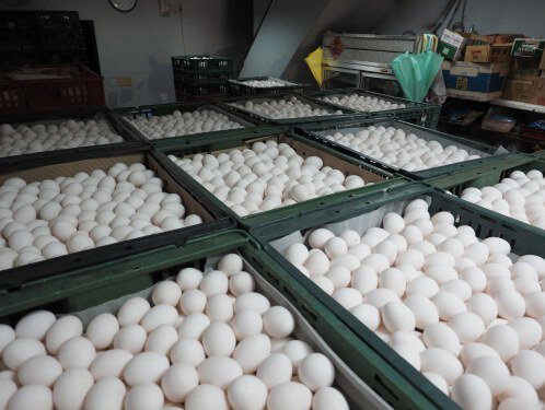 Hoe 'ontgift' je een kippenstal na de fipronil-affaire?