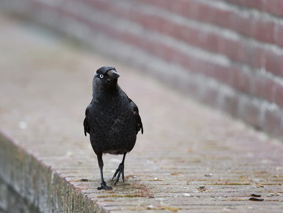 Jan van Hooff over dieren die andere dieren voeren