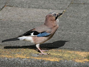 Geluidencursus kraaien