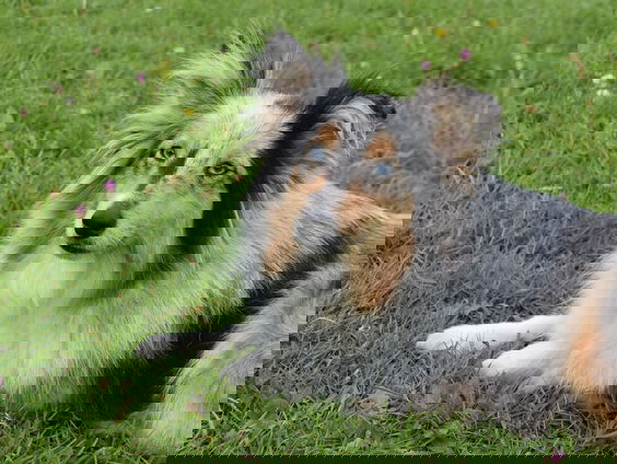 Hebben zwerfhonden vaker gedragsproblemen? Dat valt mee, zegt zwerfhondenstichting