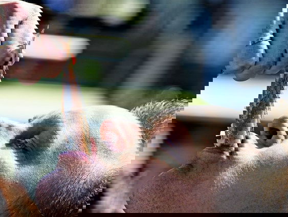 Waarom wordt er haring gegeten tijdens Leidens Ontzet?