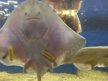 Nederlandse primeur: roggen kweken in gevangenschap