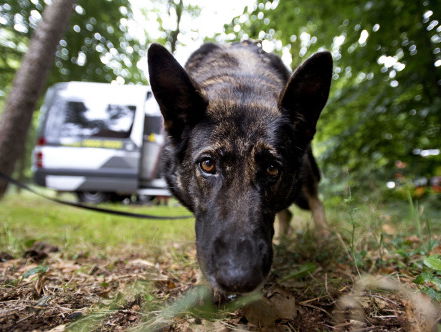 Kun je corona opsporen met honden?
