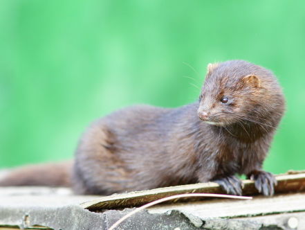 Viroloog Feltkamp: 'Corona gaat bij ons blijven, ook via dieren'
