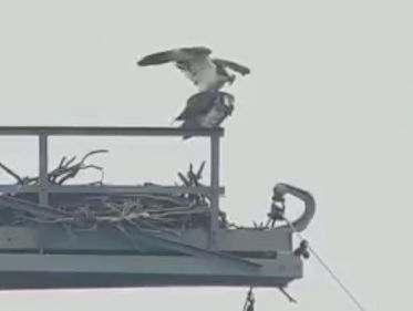 Visarend is dol op de Biesbosch