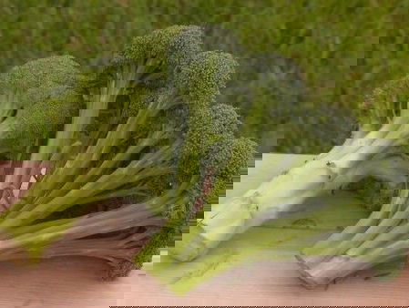 Een innovatieve broccoli precies zoals de teler denkt dat u hem wil hebben