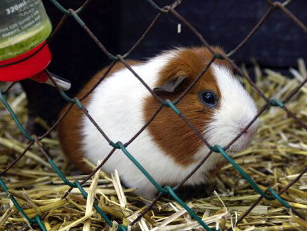 'Verbied de handel in huisdieren!'