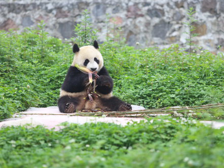 Reuzenpanda's komen nu eindelijk naar Nederland