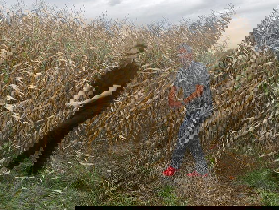 Schimmel geeft boost aan plantengroei