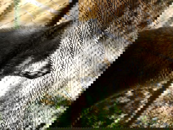 Hek om Friesland moet wolf buiten houden