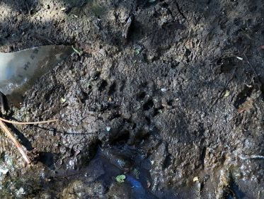 Ottersporen gevonden in Limburg