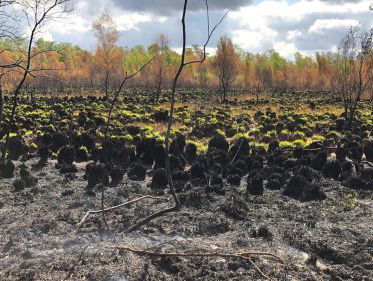 Hoe de natuur in de Deurnese Peel zich snel herstelt