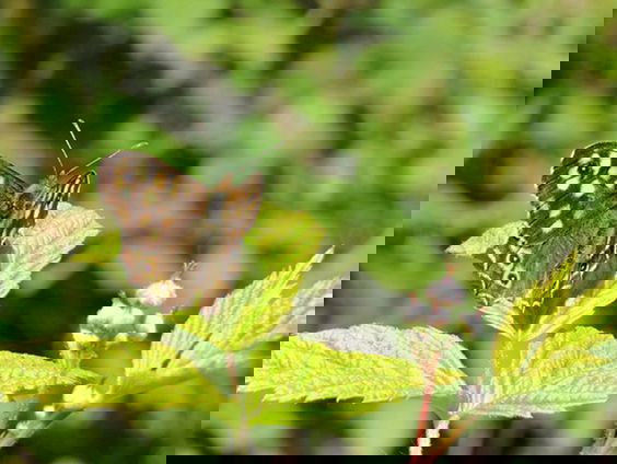 Het orakel van de bosnimf