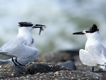 Grote sterns maken comeback