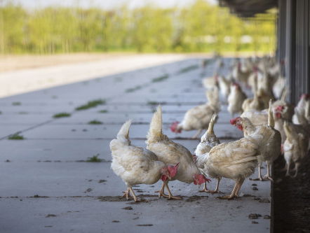 Al 300.000 kippen geruimd na besmetting met fipronil