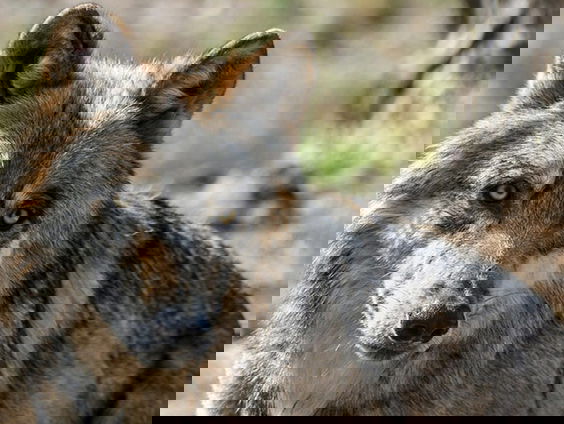 Nederland is een prima land voor wolven