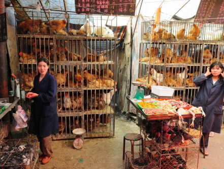 Reportage: vogelgriep in China